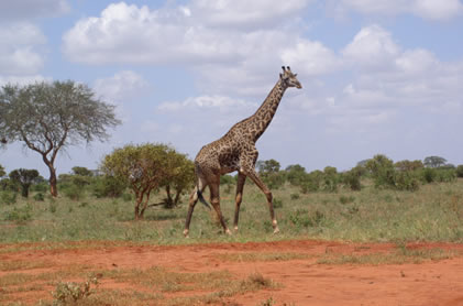 2 days tsavo east west11