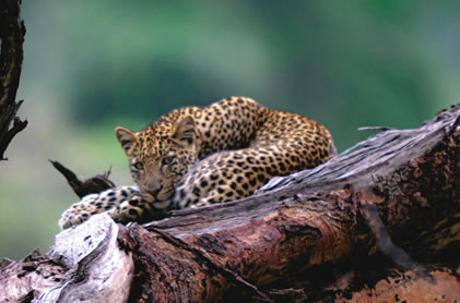 2maasai-mara reserve