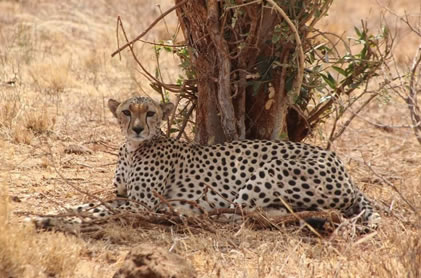 4 Days Tsavo West, Amboseli_ Taita Hills_Saltlick_