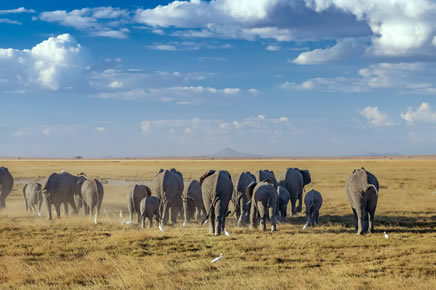 Amboseli