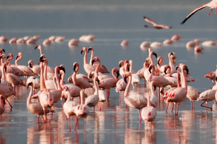 lake nakuru